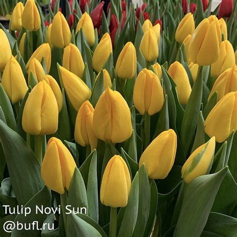 Tulip Novi Sun Bufl Ru