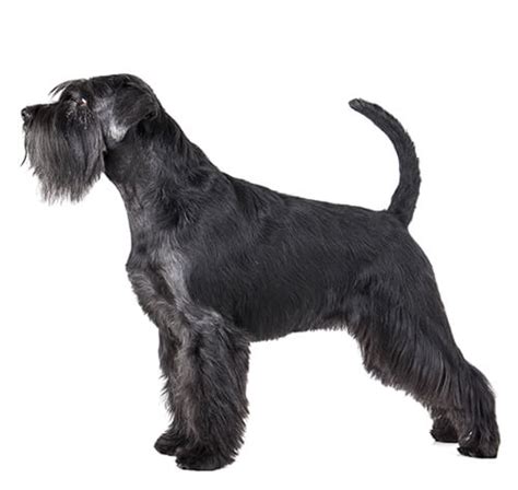 Middenslagschnauzer Alles Over Dit Hondenras Purina