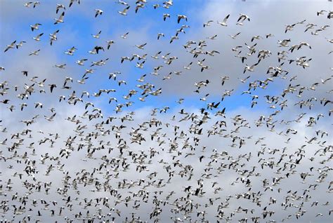 Free picture: flock, geese, migration