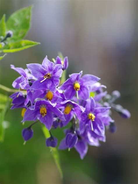 Solanum crispum 'Glasnevin' - Beth Chatto's Plants