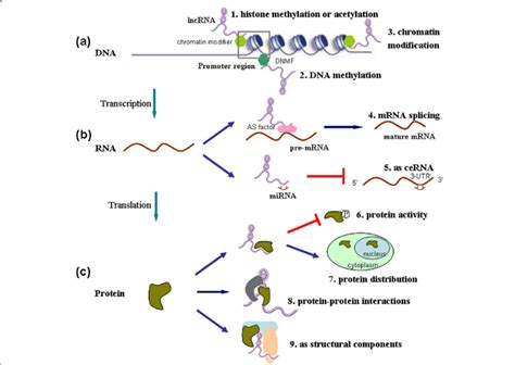 The Molecular Mechanisms Underlying Esophageal Cancer Related Lncrnas