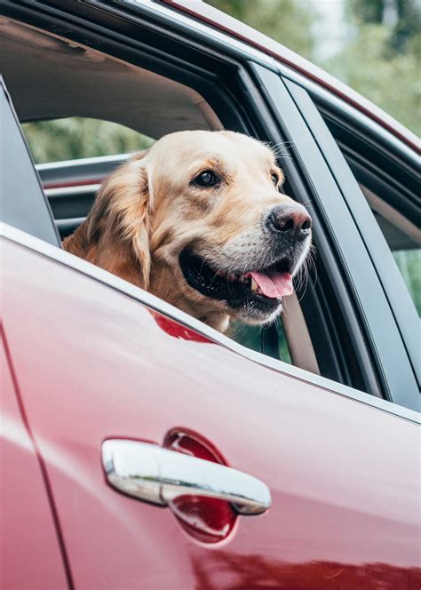 Best Dog Car Hammock Options - Top Options Reviewed!