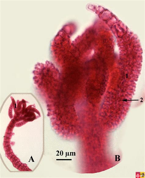 Life Cycle Of Polysiphonia Rhodophyta Red Algae