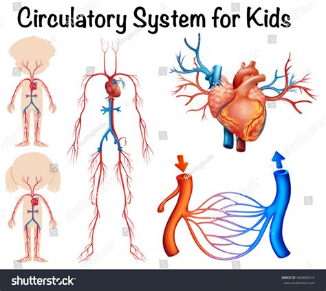 1,054 Blood System Children Images, Stock Photos & Vectors | Shutterstock