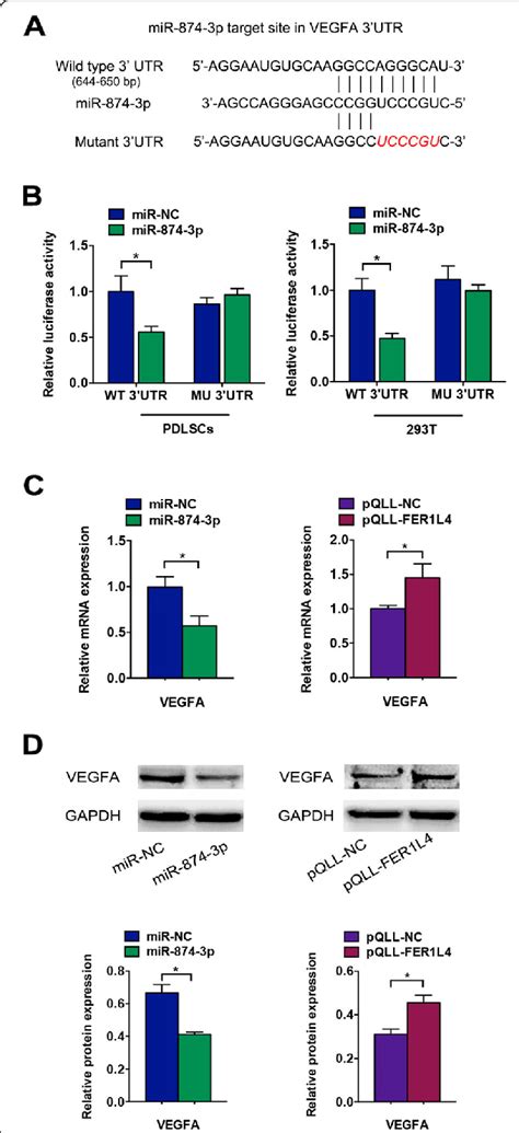 Vegfa Was A Target Of The Fer L Mir P Regulatory Network During