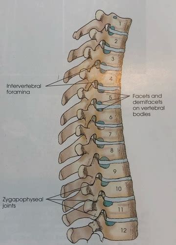 T Spine Labeling Flashcards Quizlet