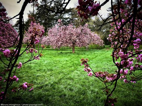 Printemps Cerisiers en fleurs Hanami à Sceaux Photo Paysage