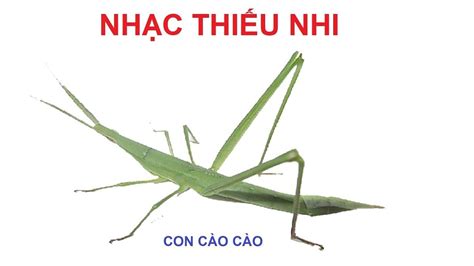 B S U T P H Nh Nh Con C O C O Nh Cao V I H N T M H Nh Th C S