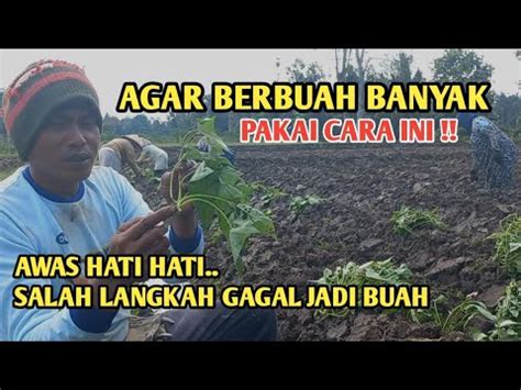 Agar Berbuah Banyak Cara Menanam Ubi Jalar Ungu Proses Di Awal