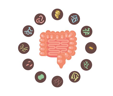 Test De Disbiosis Para Conocer Tu Microbiota Intestinal