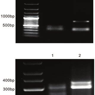 Klenow Fragment Reaction On SsDNA Templates Under Different Conditions