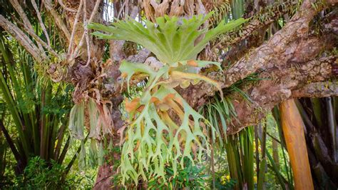 How To Grow And Care For Staghorn Fern Complete Guide Planet Natural