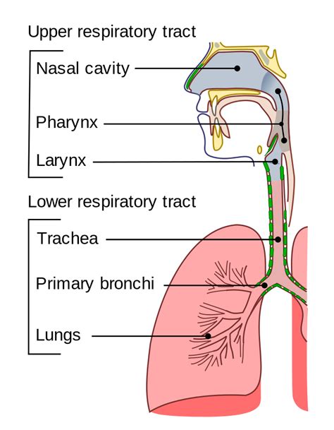 Upper Respiratory Tract Anatomy