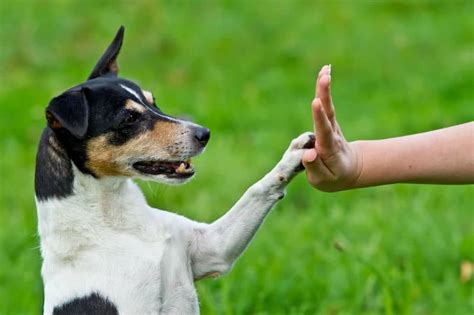 Saiba Tudo Sobre O Adestramento De Cachorros Revista Meu Pet