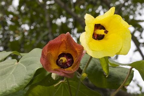 Biodiversity Singapore: Sea hibiscus (hibiscus tiliaceus)