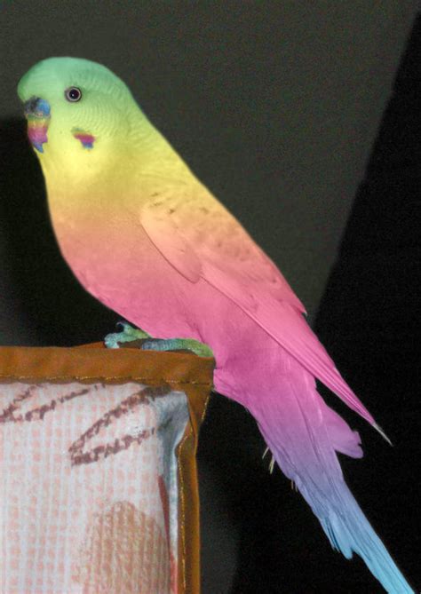 a colourful budgie by cashius on DeviantArt