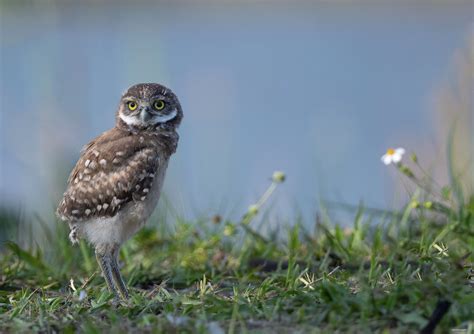 Burrowing Owl Chick An Adorable Burrowing Owl Chick Near A Whiteeye2 Flickr