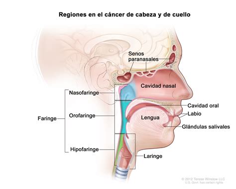 Definici N De C Ncer De Cabeza Y Cuello Diccionario De C Ncer Del Nci