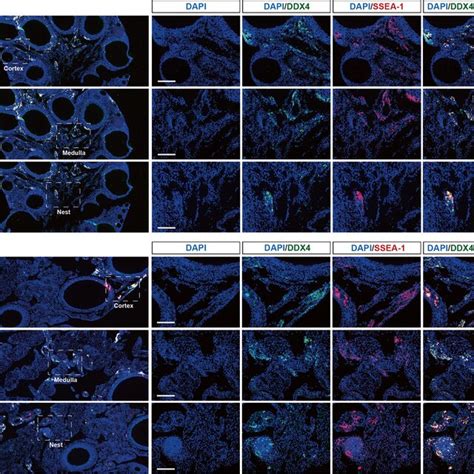 The Identification Of Putative Oogonial Stem Cells OSCs In Adult