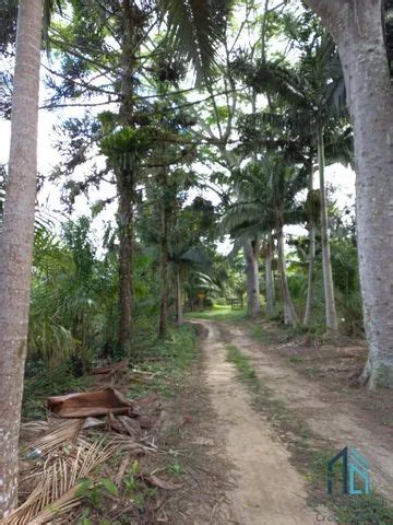 Chácara Sítio propriedade produtiva 30 hectares plantação de