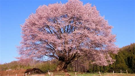 Cerezo Gu A Eficaz Para Cuidar Este Rbol Frutal