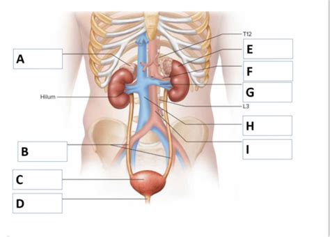 Diagram Bio AP Flashcards Quizlet