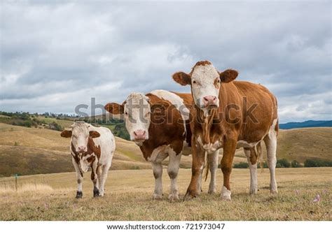 104 Simental Cattle Images, Stock Photos, 3D objects, & Vectors | Shutterstock