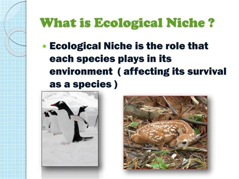 PPT - Ecological Niche PowerPoint Presentation, free download - ID:3826092