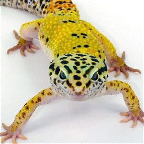 Lizard Species - Animal Facts and Information