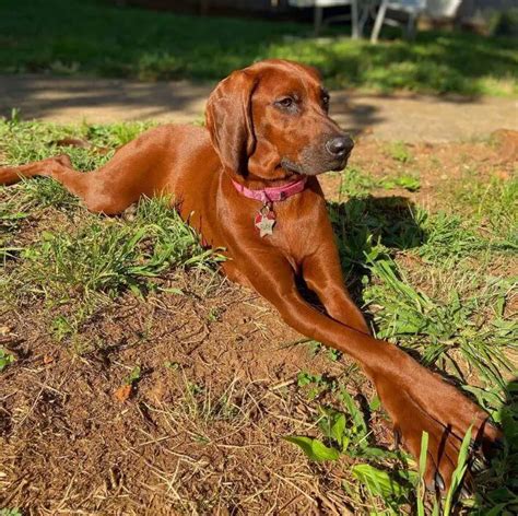 10 Fun Facts About Redbone Coonhounds