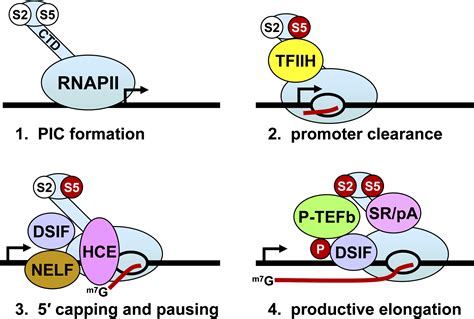 Controlling The Elongation Phase Of Transcription With P Tefb