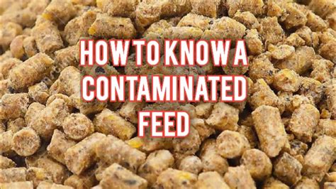 How To Know A Contaminated Pellets Feed Chicken Feed YouTube