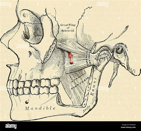 Buccal Region Anatomy