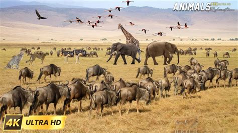 4K African Wildlife Waza National Park Cameroon Scenic Wildlife