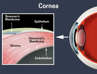 cornea  chennai id