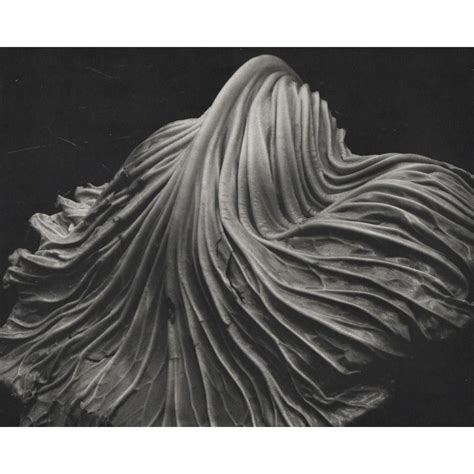 EDWARD WESTON - Cabbage Leaf - Dec 03, 2019 | Jasper52 in NY