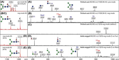 MALDITOF MS analysis of neutral and sulfated α1 6fucosylated