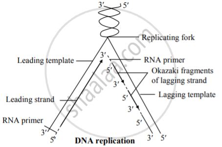 Semiconservative Replication Diagram