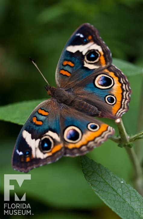 Butterflies of the Rainforest Exhibit ID Guide