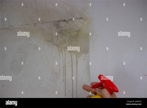 removing black mold from the wall. selective focus Stock Photo - Alamy