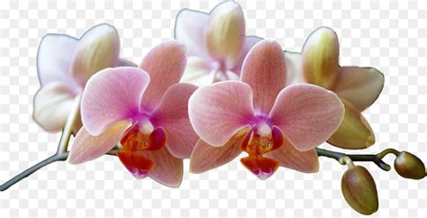 Phalaenopsis Equestris ตดดอกไม ดเงาของ png png Phalaenopsis