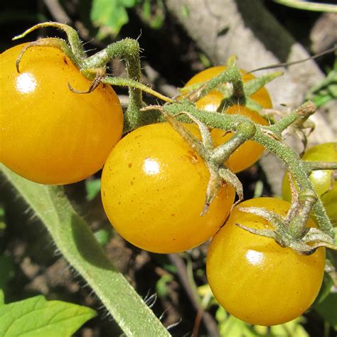 Gold Nugget Cherry Tomato Organic Davenport Garden Centre