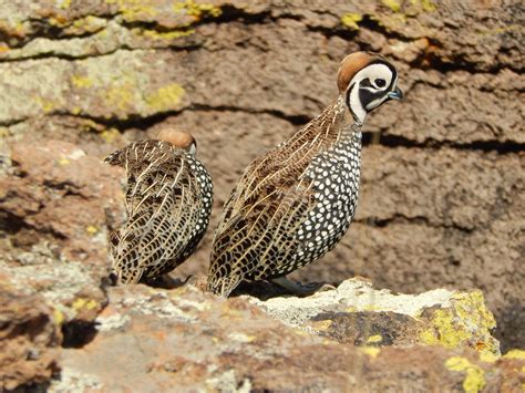 Esta Es La Flora Y Fauna Que Habita En Sierra De Rganos L Der