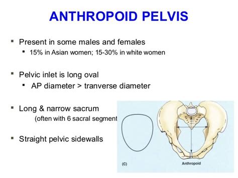 Gynecoid Pelvis Shape