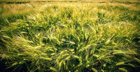 Barley Plants Farming Grass Field Nature Hd Wallpaper Rare Gallery