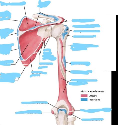 Posterior View Of Humerus And Scapula Origins And Insertions Diagram