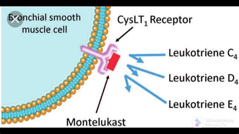 Mechanism of action of montelukast in just 2 minutes - YouTube