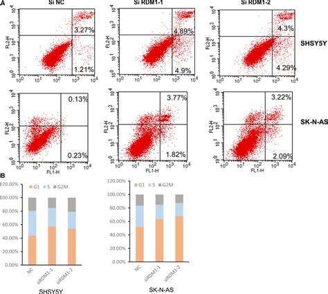 Lack Of Rdm1 Augments The Cell Apoptosis And Induces Cell Cycle Arrest