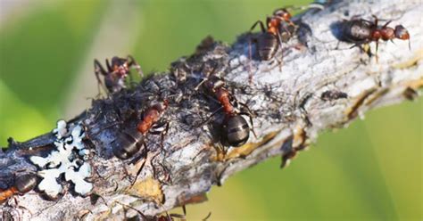 Hormigas Reclutadoras El Lado Oscuro De Estos Insectos Que Esclavizan