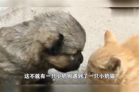 小奶狗不停的舔小奶猫，小奶猫忍无可忍了对着狗狗就是一巴掌小奶狗狗